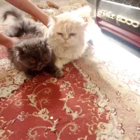 یک جفت گربه پرشین اصل|گربه|سبزوار, هویزه|دیوار