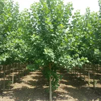 نهال‌هایی با کیفیت و باردهی بالا برای هر باغی