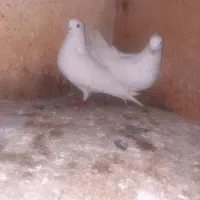 ۱۷ تا کبوتر آس و تضمینی|پرنده|خان ببین, |دیوار