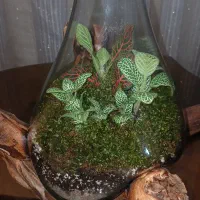 تراریومهای خاص|صنایع دستی و سایر لوازم تزئینی|مشهد, امیریه|دیوار