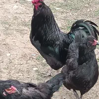 تخم مرغ نطفه دار نژاد مرندی(شاندرمن ماسال)