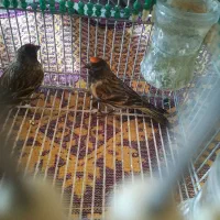 گلبسر قناری