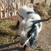 بر نر یکساله عراقی|حیوانات مزرعه|نوشین شهر, |دیوار