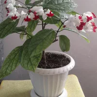 گل معین التجار