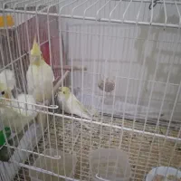 یک جفت عروس هلندی لوتینو همراه ۳ عدد جوجه دونه خور