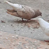 کبوتر
