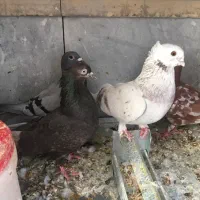 کفتر کبوتر سرکه‌ای،موشی،پلاکی،مشهدی