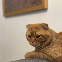 اصلاح و شستشو سگ و گربه|خدمات پیشه و مهارت|زنجان, |دیوار