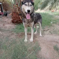 سگ هاسکی