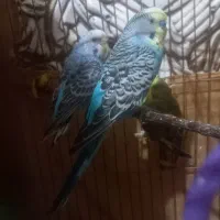 مرغ عشق معاوضه با کفتر