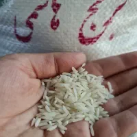 برنج هاشمی گیلان