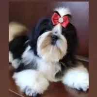 شیتزو خالص زیر قیمت فوری|سگ|تبریز, |دیوار