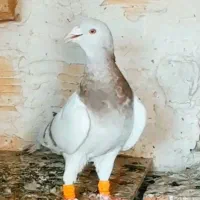 کبوتر
