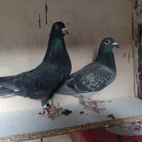 کبوتر|پرنده|مشهد, شفا|دیوار