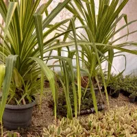 گل و گیاه|گل و گیاه طبیعی|اصفهان, قلعه طبره|دیوار