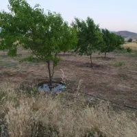 فروش باغ وزمین
