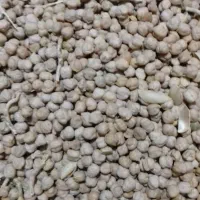 فروش نخود درجه یک که از نخود کرمانشاه کاشتم