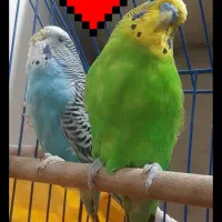 یک جفت مرغ عشق عاشق