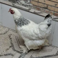 مرغ برهما لایت