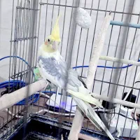 معاوضه عروس هلندی