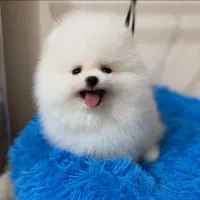 کلینیک تخصصی نژاد پودل و پامر خرسی|سگ|اصفهان, فروردین|دیوار