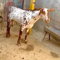 خالص بزغا|حیوانات مزرعه|انار, |دیوار