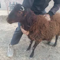 بره نر و قوچ چاق|حیوانات مزرعه|سلماس, |دیوار