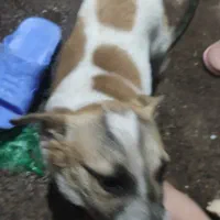 سگ اشپیتز آروم