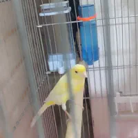 قناری ماده|پرنده|اصفهان, شهرک امام خمینی|دیوار