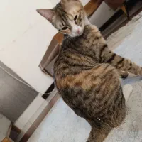 واگذاری دوتا گربه dsh