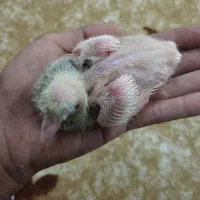 ۲عدد جوجه کبوتر طوقی و پلنگی سرلاکی برا دستی کردن|پرنده|اصفهان, عاشق‌آباد|دیوار