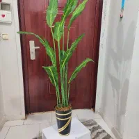 گلها و درختچه های مصنوعی|گل مصنوعی|رباط‌کریم, رباط‌کریم|دیوار