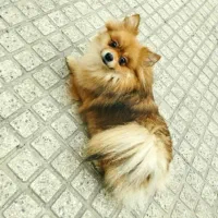 سگ پامر ماده