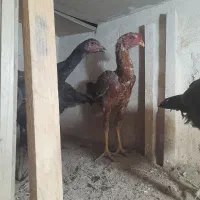 جوجه لاری هشت ماه