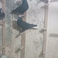 سلام پنج تا نر سوراخ|پرنده|کرمان, |دیوار