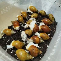 پرورش حلزون +۱۵درآمد تضمینی