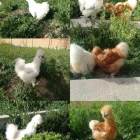 مرغ و خروس و جوجه و تخم نطفه دار ابریشمی