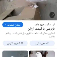 کبوتر سفید پاپر گمشده