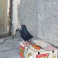 زاغ|پرنده|یزد, |دیوار