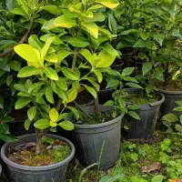 شمشاد طلایی ونعنایی تعداد 1300عدد موجوده|حراج|عباسآباد, |دیوار