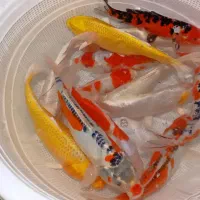 ماهی کوی آکواریوم برکه استخر|ماهی|قم, گلزار|دیوار