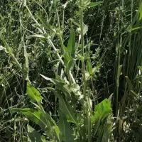 کاسنی|گل و گیاه طبیعی|فیروزآباد (فارس), |دیوار