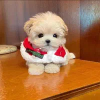 توله سگ جیبی عروسکی مالتیز شیتزو پودل|سگ|تهران, جنت‌آباد جنوبی|دیوار