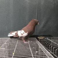 کمری دم‌سفید