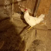 فروش مرغ و خروس لری گلین