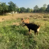 بز و بچه اش(نر)