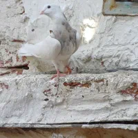 کبوتر طوقی|پرنده|بناب, |دیوار