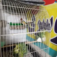 سهره زیبا|پرنده|قم, نیروگاه|دیوار