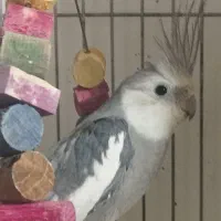 عروس هلندی صورت سفید|پرنده|ابهر, |دیوار