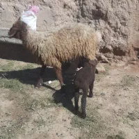 یک رس میش بره نر